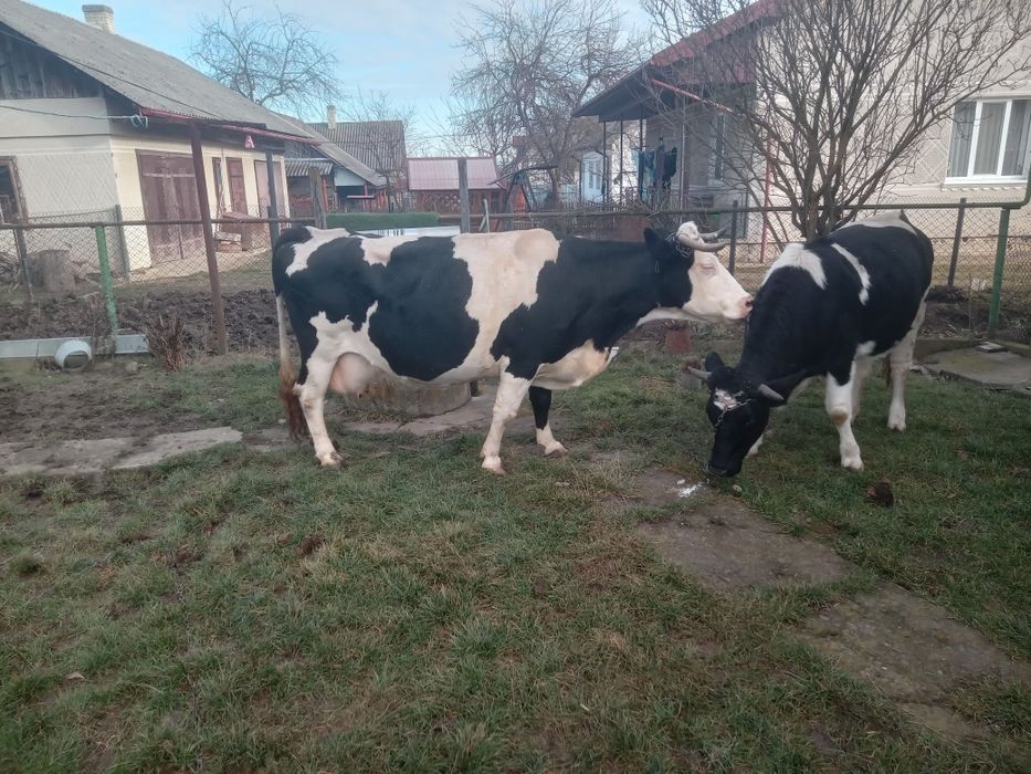Продам добру корову