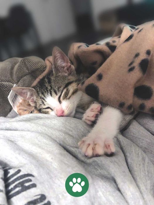 Dog walking, Pet sitting, Pet Care, Passeios de animais, Levamos o seu animal ao veterinário,