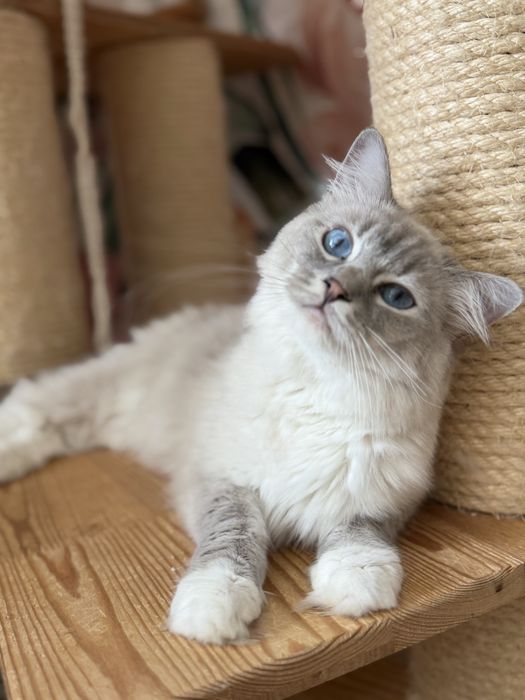 Klodeen Kotka  ragdoll