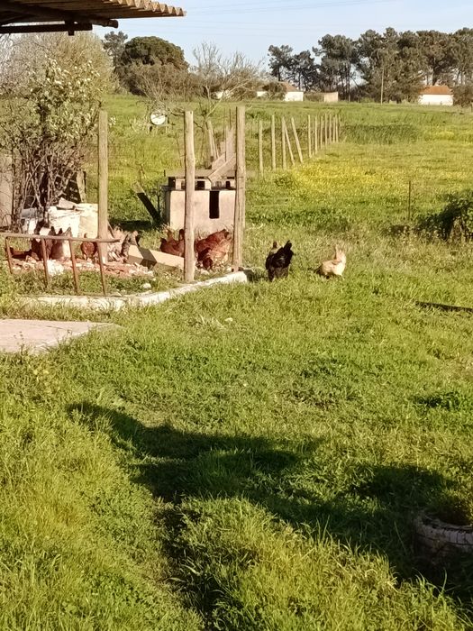 Coquichos para criacao