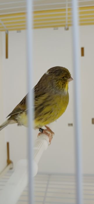 Kanarki Gloster samca nr 15 i samicę 32