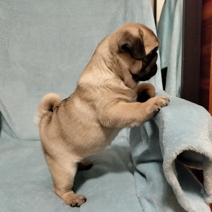 Mops szczenięta Śliczna Sunia