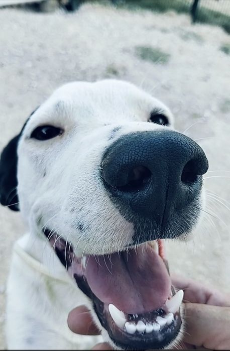 Macho 4 meses para adoção