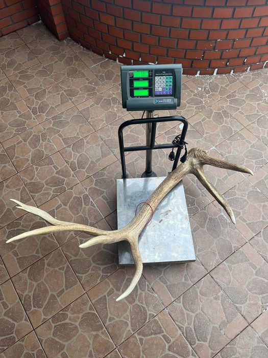 Poroża jelenia kanadyjskiego 14,40kg