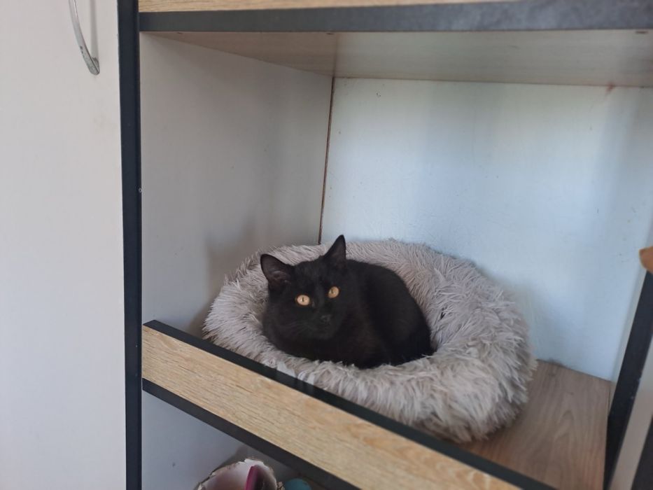 Котики в добрі ручки