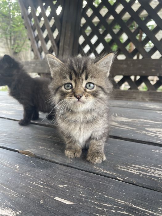 Котики. Кошенята. Кіт. В добрі руки