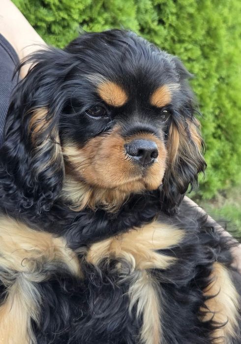 Cavalier King Charles Spaniel ZKwP PIESEK Jasło •