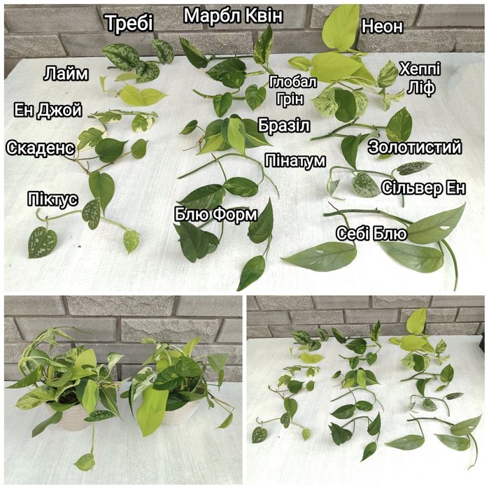 Продам Епіпремнум, сциндапсус, Пінатум -різних сортів