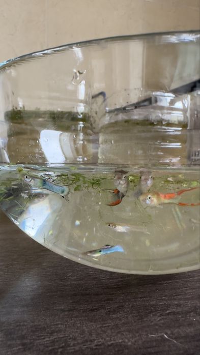 Guppies saudáveis criados em ambiente caseiro