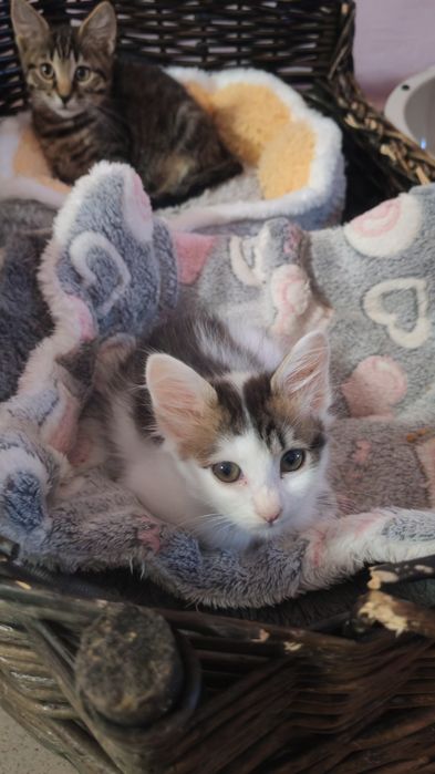 Котята в любящие семьи!