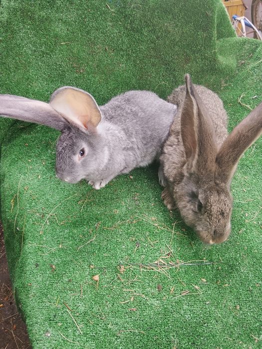 Sprzedam młode Belgi