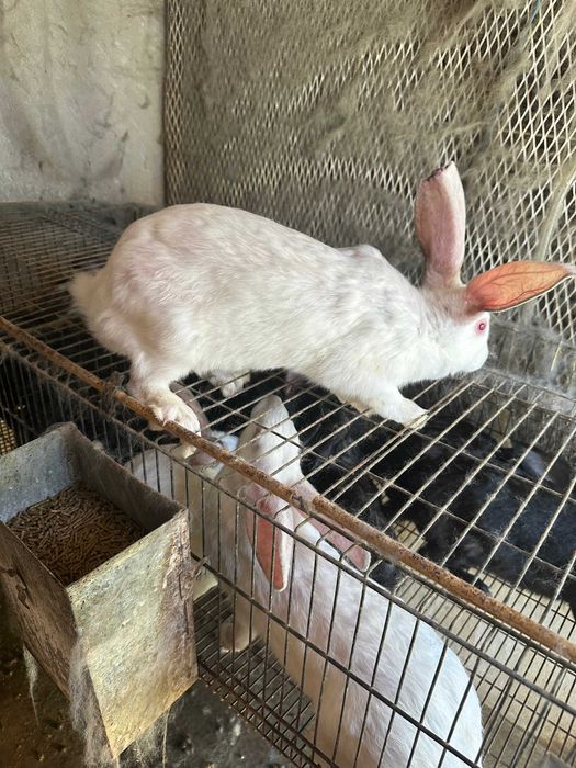 Vendo coelhos de raça borboleta e Nova Zelândia