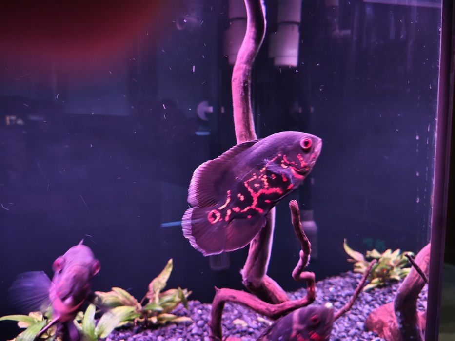 Pielęgnica pawiooka red tiger oscar 4 sztuki