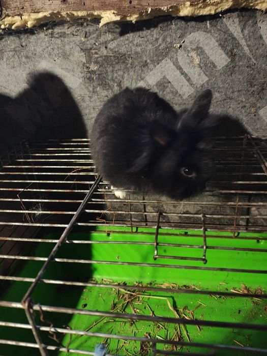 Sprzedam króliki miniaturki