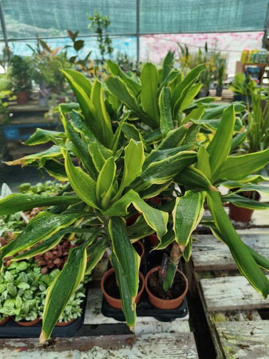 Dracaena Fragrans - planta em vaso