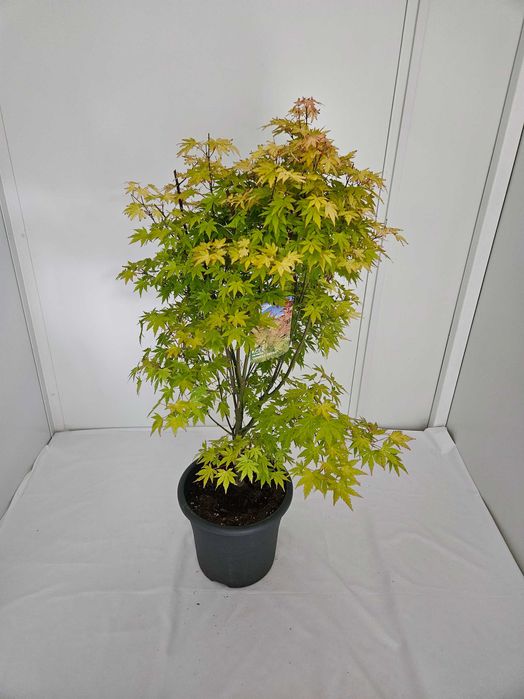 Bonsai – Klon japoński palmowy 'Orange Dream'
