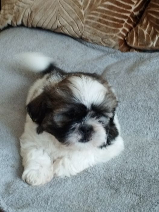 Shih tzu piękny piesek do odbioru