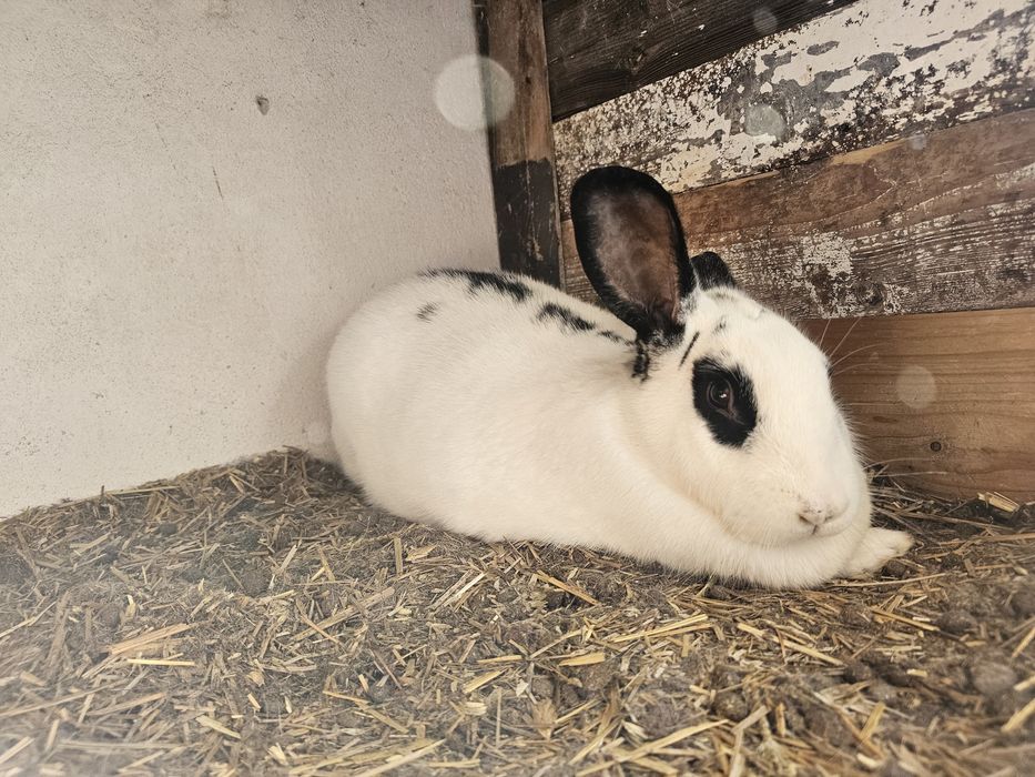 Królik hodowlany duzy samica