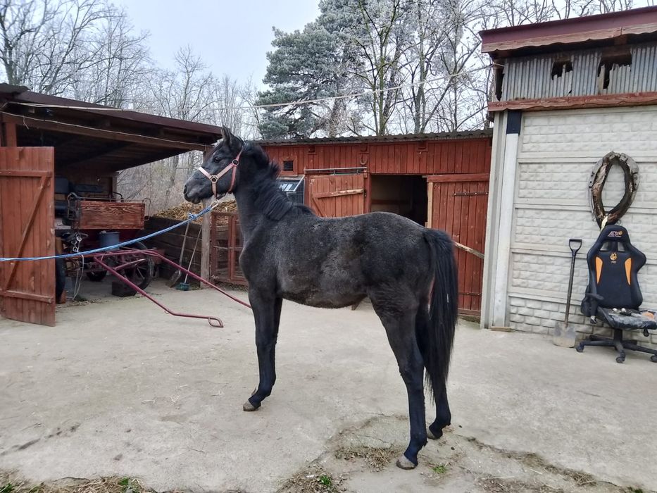 Polski koń sportowy klaczka siwa