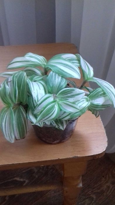 Традесканція  рео жовте