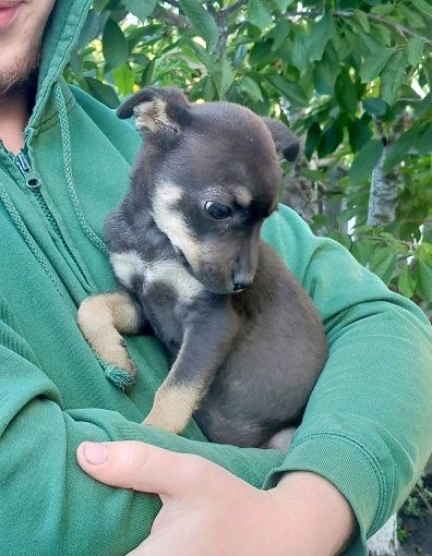 Цуценя щеня песик собачка 3 місяці