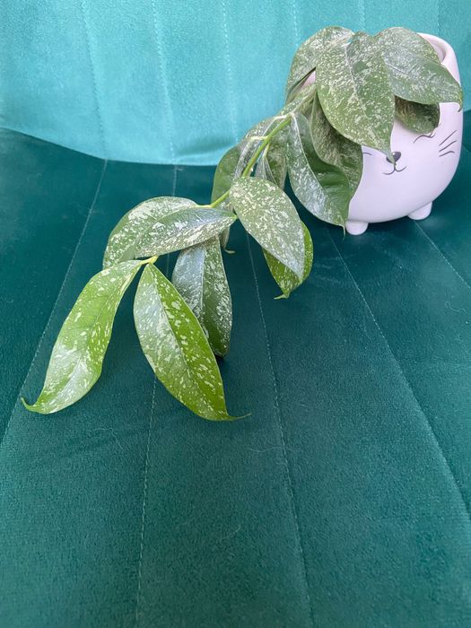 Hoya cystiantha (Splash) Hoya kolekcjonerska