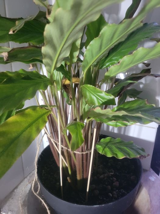 Planta Calathea rufibarba