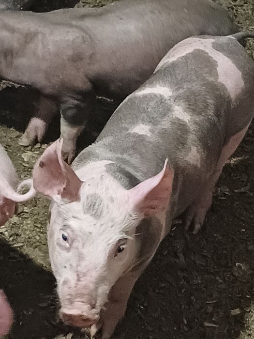 Продам малих поросят