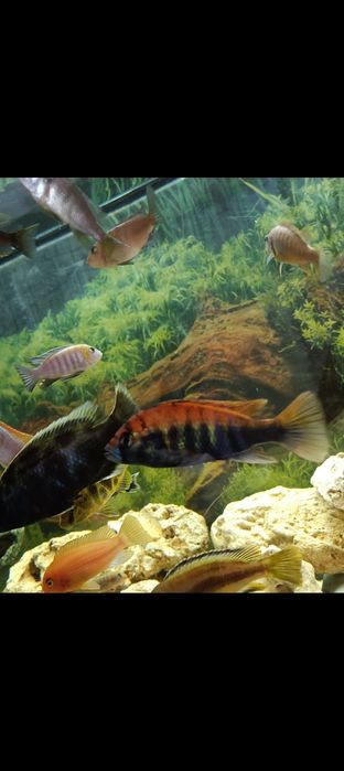 Macho juvenis Pundamilia nyererei ciclideos