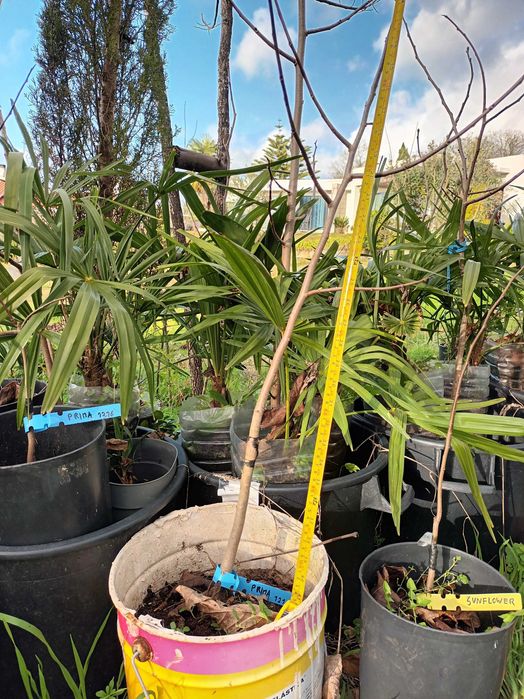 Asimina Triloba (Paw Paw) – Única árvore tropical que resiste ao Frio!