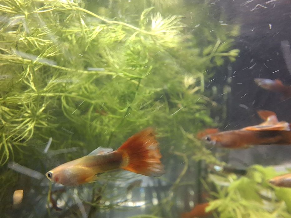 Акваріумні рибки