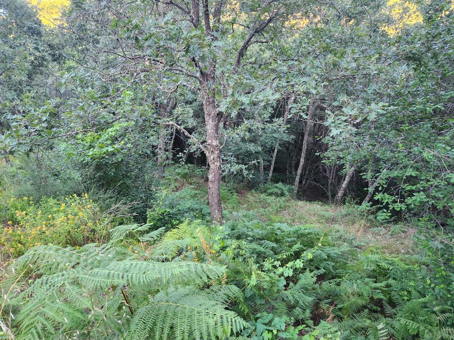 Quinta com vista para a Cova da Beira