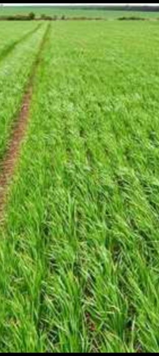 Продам земельний пай