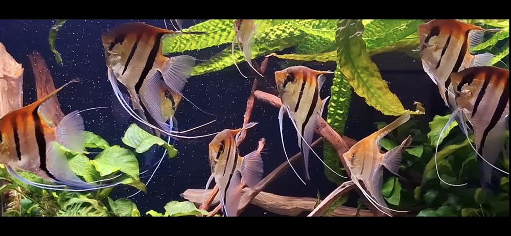 Skalary Manacapuru Redback REZERWACJA