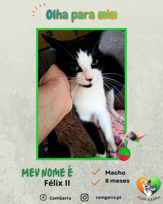 Gatinhos para adoção responsável