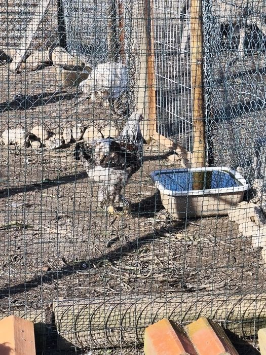 Trio de Brahmas Salmão