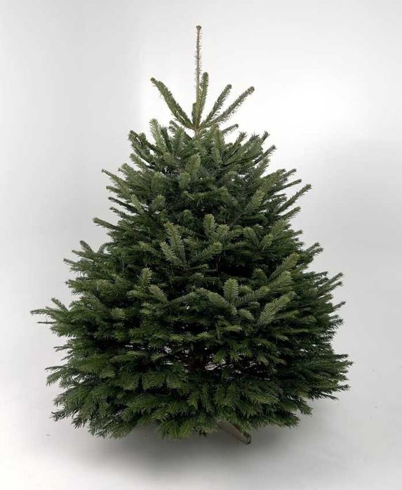 Живі ялинки з доставкою по Україні!