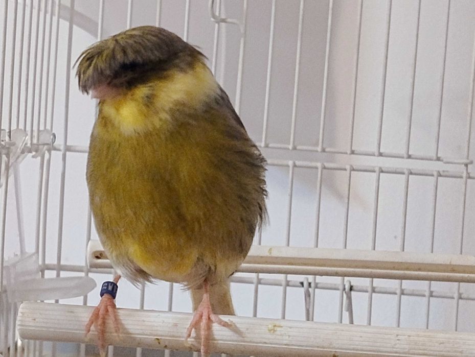 Kanarki rasy Gloster