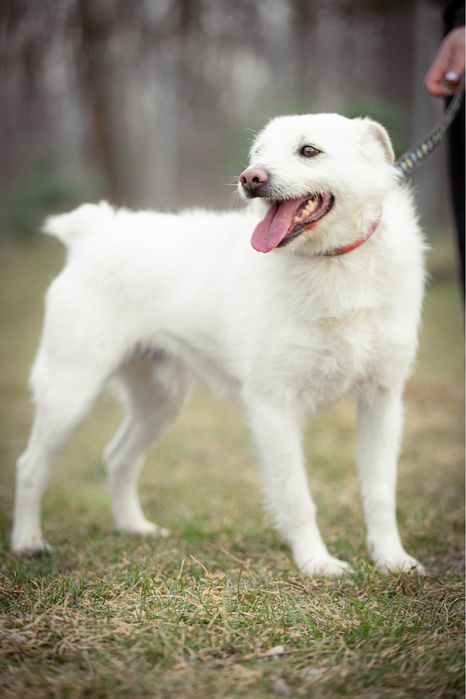 Śnieżnobiały Bentley szuka domu!