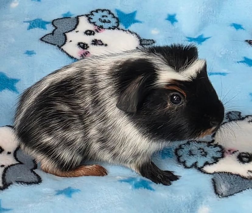 Малюк морська свинка п-к "Малютка Піг"