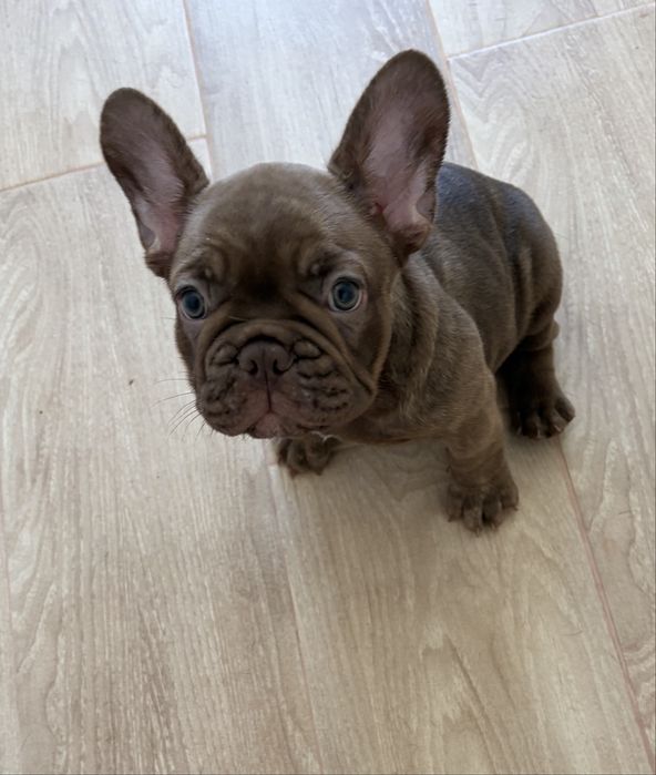 Bulldog francês fêmea chocolate