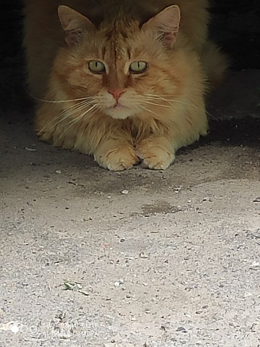 Котенята безкоштовно