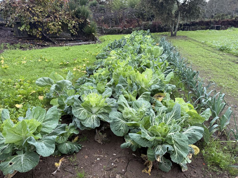 Produtos biologicos kiwis/  limoes / Amendoas e Nozes