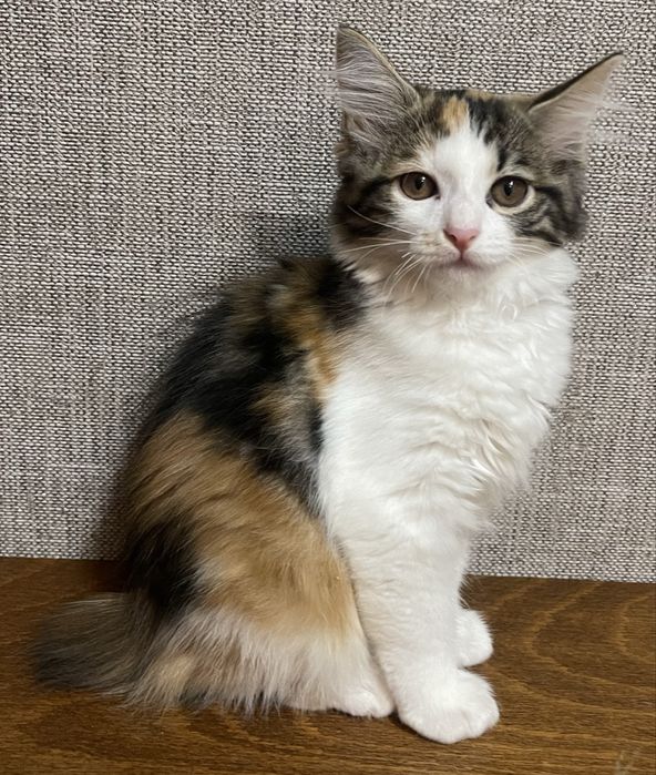 Кошенята Курильский бобтейл