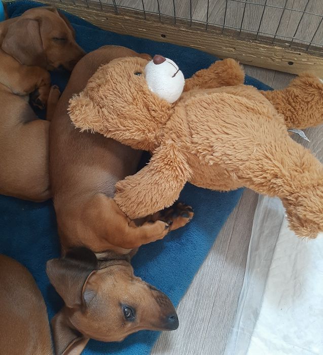 Гладкошерстні такси.