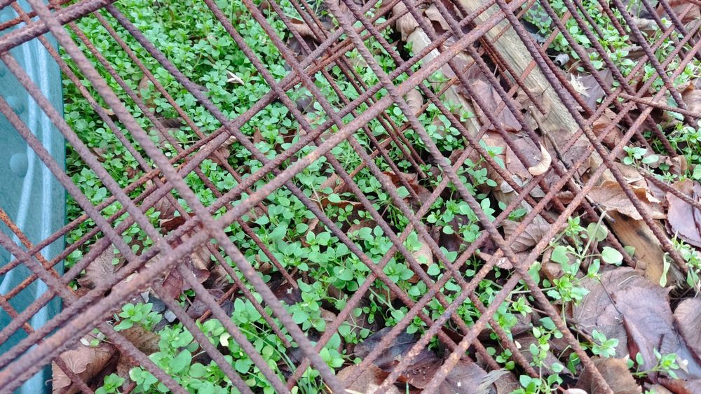 Siatka zbrojeniowa oczko 15 x 15  do sprzedania 12 sztuk