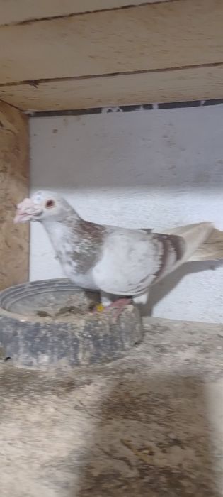 Sprzedam gołębie staropolskie