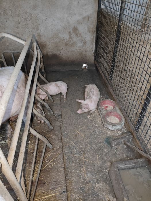 PORCOS Pietra para VENDA