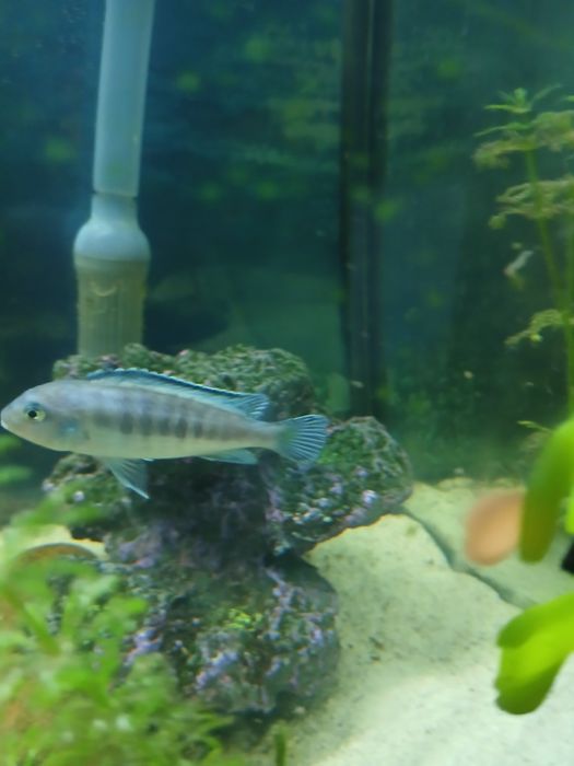 Vendo  2  peixe Maylandia.  Ao    tocar  por guppy por