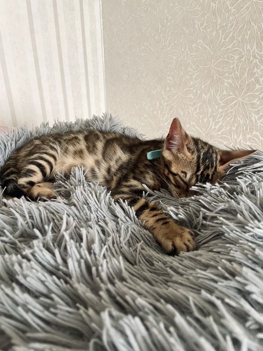 Бенгальський котик
